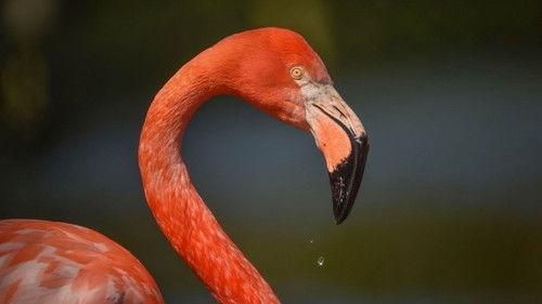 The Secret Life of the Zoo Season 8 Episode 3 - Elephant Dynamics