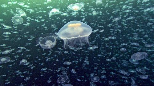Life Season 1 Episode 8 - Creatures of the Deep