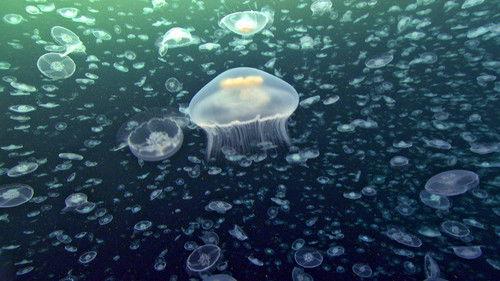 Life Season 1 Episode 8 - Creatures of the Deep