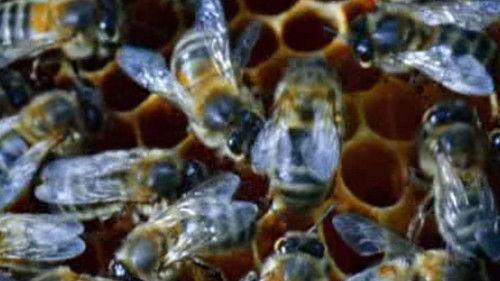 Nature Tech Season 1 Episode 3 - Energy Is the Key