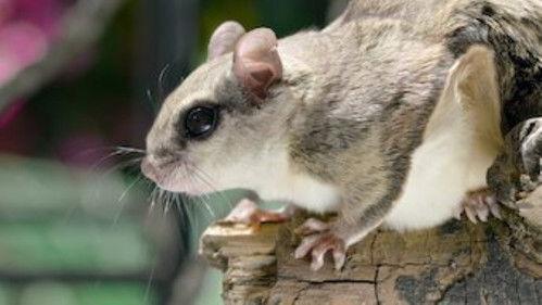 Tiny Creatures Season 1 Episode 5 - Louisiana