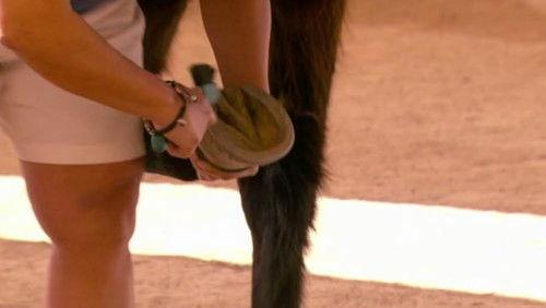 The Real Housewives of New Jersey Season 5 Episode 14 - Horse Whisper to a Scream