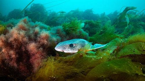 North See - Nature Untamed Season 1 Episode 3 - Reefs