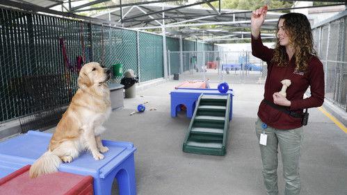 Pick of the Litter Season 1 Episode 4 - Next Level Training