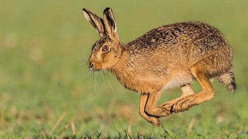 Background image for The Fens: A Wild Year