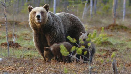 Nordic Wild Season 1 Episode 1 - Reborn