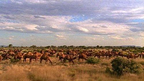 Natural World Season 19 Episode 2 - Camels Down Under