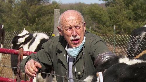 The Incredible Dr. Pol Season 20 Episode 3 - Toe the Swine