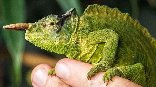 The Secret Life of the Zoo Season 5 Episode 1 - Aardvark-Free Romance