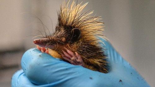 The Secret Life of the Zoo Season 4 Episode 1 - Episode 1