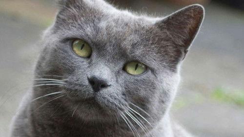 Cats of Claw Hill Season 1 Episode 5 - Neighborhood Watch