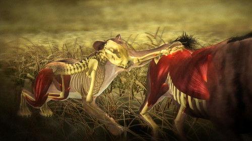 Nature Season 28 Episode 9 - Moment of Impact: Hunters & Herds