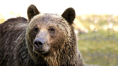 Natural World Season 30 Episode 14 - The Last Grizzly of Paradise Valley