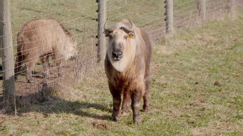 Background image for King of the Jungle