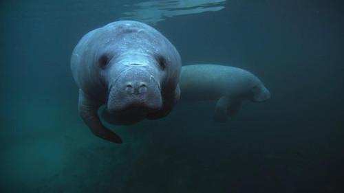 Ocean Odyssey: The Blue Realm Season 1 Episode 7 - Manatees and Dugongs