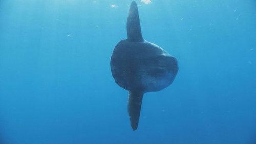 Kingdom of the Oceans Season 1 Episode 1 - Giants of the Deep