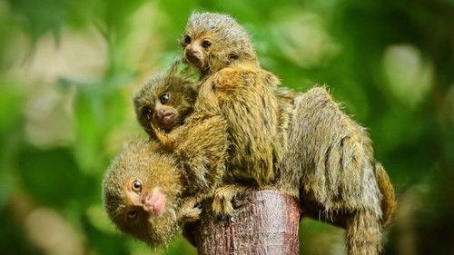 The Secret Life of the Zoo Season 4 Episode 3 - Adventurous Bear Cub