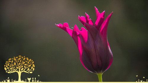 Gardeners' World Season 55 Episode 8 - Episode 8