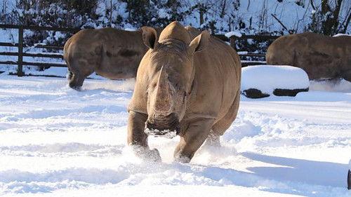 Animal Park Season 21 Episode 1 - Christmas 2022: Episode 1