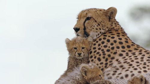 Mamas Season 1 Episode 1 - Cheetah