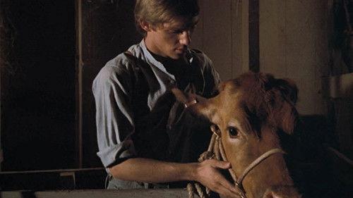 The Waltons Season 1 Episode 3 - The Calf