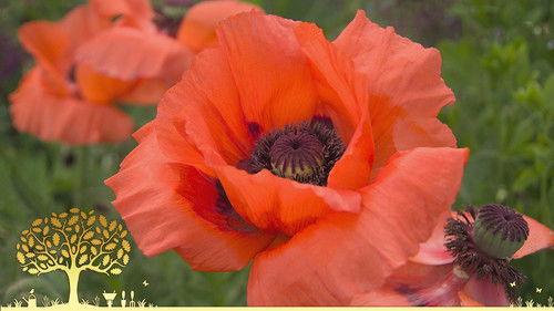 Gardeners' World Season 55 Episode 13 - Episode 13