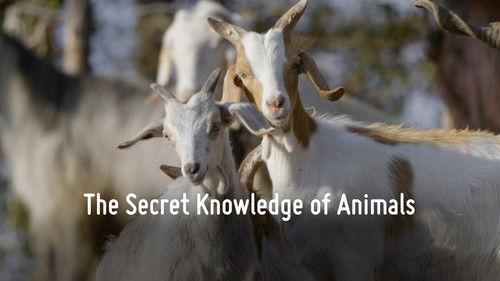 The Nature of Things Season 64 Episode 8 - The Secret Knowledge of Animals