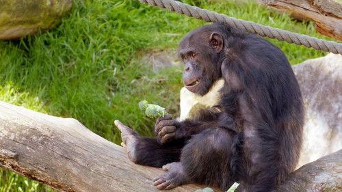 Taronga: Who's Who In The Zoo Season 4 Episode 10 - The Singing Gibbon