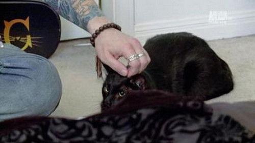 My Cat from Hell Season 5 Episode 9 - Multi-Million-Dollar Nightmare