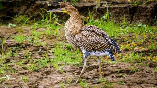 Jonahs dyreverden Season 1 Episode 5 - Episode 5