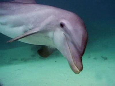 Penn & Teller: Bull! Season 6 Episode 4 - Dolphins