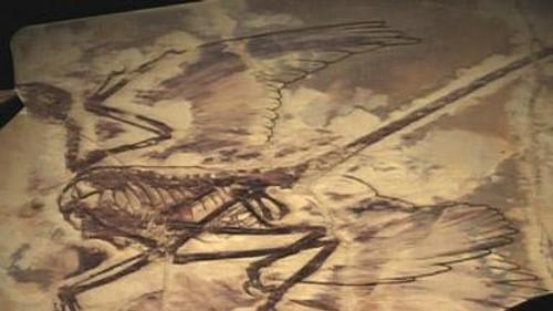 NOVA Season 35 Episode 13 - The Four Winged Dinosaur