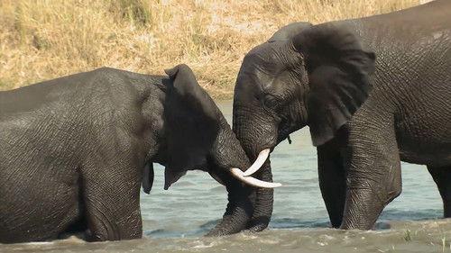 Animals Gone Wild With Jaaved Jaaferi Season 1 Episode 3 - Cheating Death