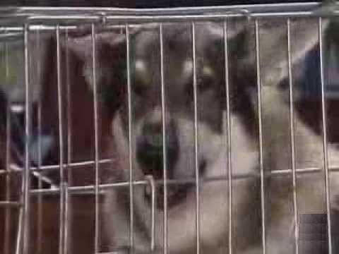 The Littlest Hobo Season 4 Episode 10 - Rabies