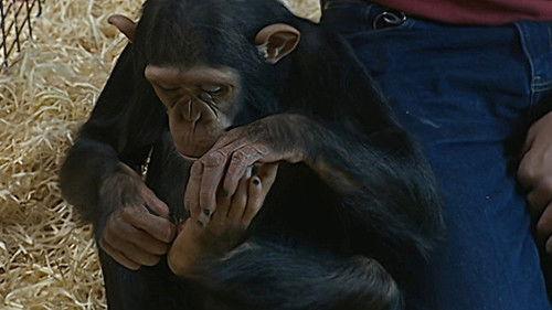 Monkey Business Season 6 Episode 6 - Episode 6