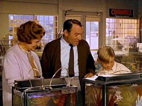 Hazel Season 5 Episode 7 - Hazel Needs a Car