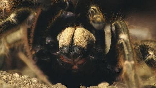 Deadly Hunters Season 1 Episode 3 - Small but Deadly