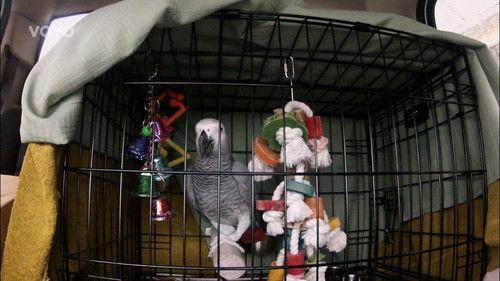 Shipping Wars Season 2 Episode 3 - Love at First Flight