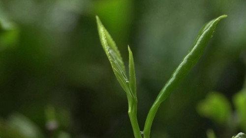 Tea: Story of the Leaf Season 1 Episode 1 - Episode 1