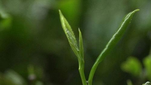 Tea: Story of the Leaf Season 1 Episode 1 - Episode 1