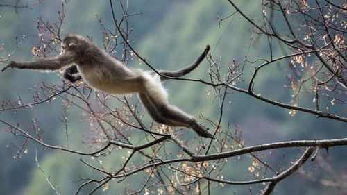 Nature Season 33 Episode 15 - Mystery Monkeys of Shangri-La