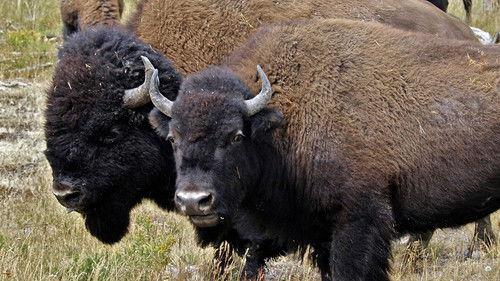 Nature Season 17 Episode 3 - American Buffalo: Spirit of a Nation