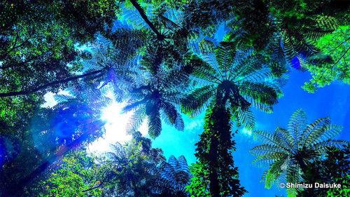 Japanology Plus Season 10 Episode 11 - Amami Oshima: Paradise Found