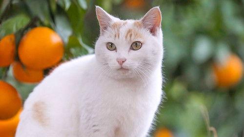 A Cat's-Eye View of Japan Season 2 Episode 10 - Ehime: Nature's Blessings