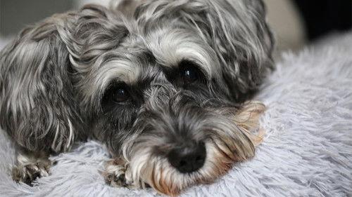 The Supervet: Noel Fitzpatrick Season 15 Episode 5 - Episode 5