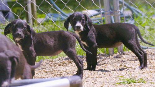 Pit Bulls and Parolees Season 18 Episode 7 - The Story of Villalobos