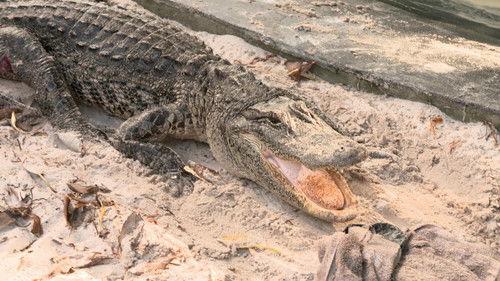 Dr. K's Exotic Animal ER Season 3 Episode 7 - Gator-Aid