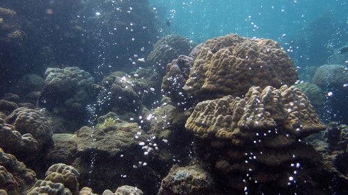 NOVA Season 42 Episode 20 - Lethal Seas