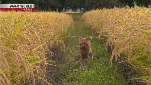 A Cat's-Eye View of Japan Season 3 Episode 14 - Tsugaru: A Playful Autumn