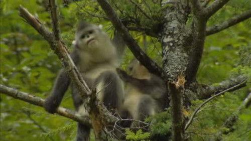 Untamed China Season 1 Episode 1 - Kingdom of Animals